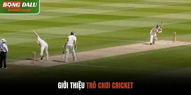 Giới thiệu trò chơi Cricket
